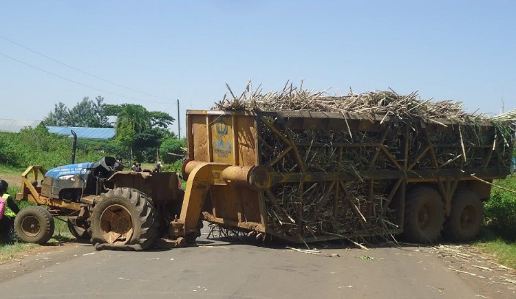  A Mumias Sugar Factory tractor carrying sugar cane in Kenya has stalled on the road .