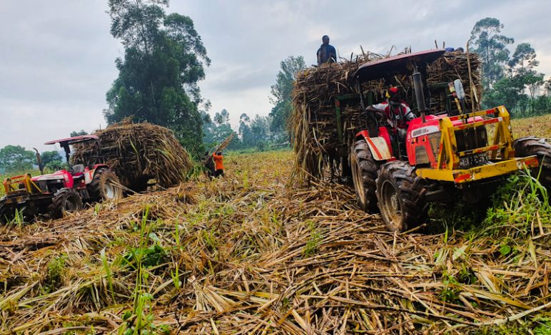 A tractor harvesting sugar cane in Western Kenya. 