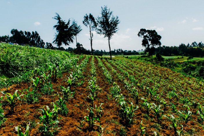 A maize-growing farm in Kenya. Kenya’s economy grew by 5.9% in Q3 2023, the highest in six quarters, driven by a strong recovery in the agriculture sector.