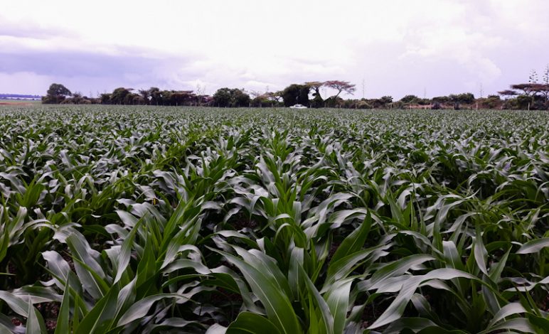  A maize farm in Kenya.