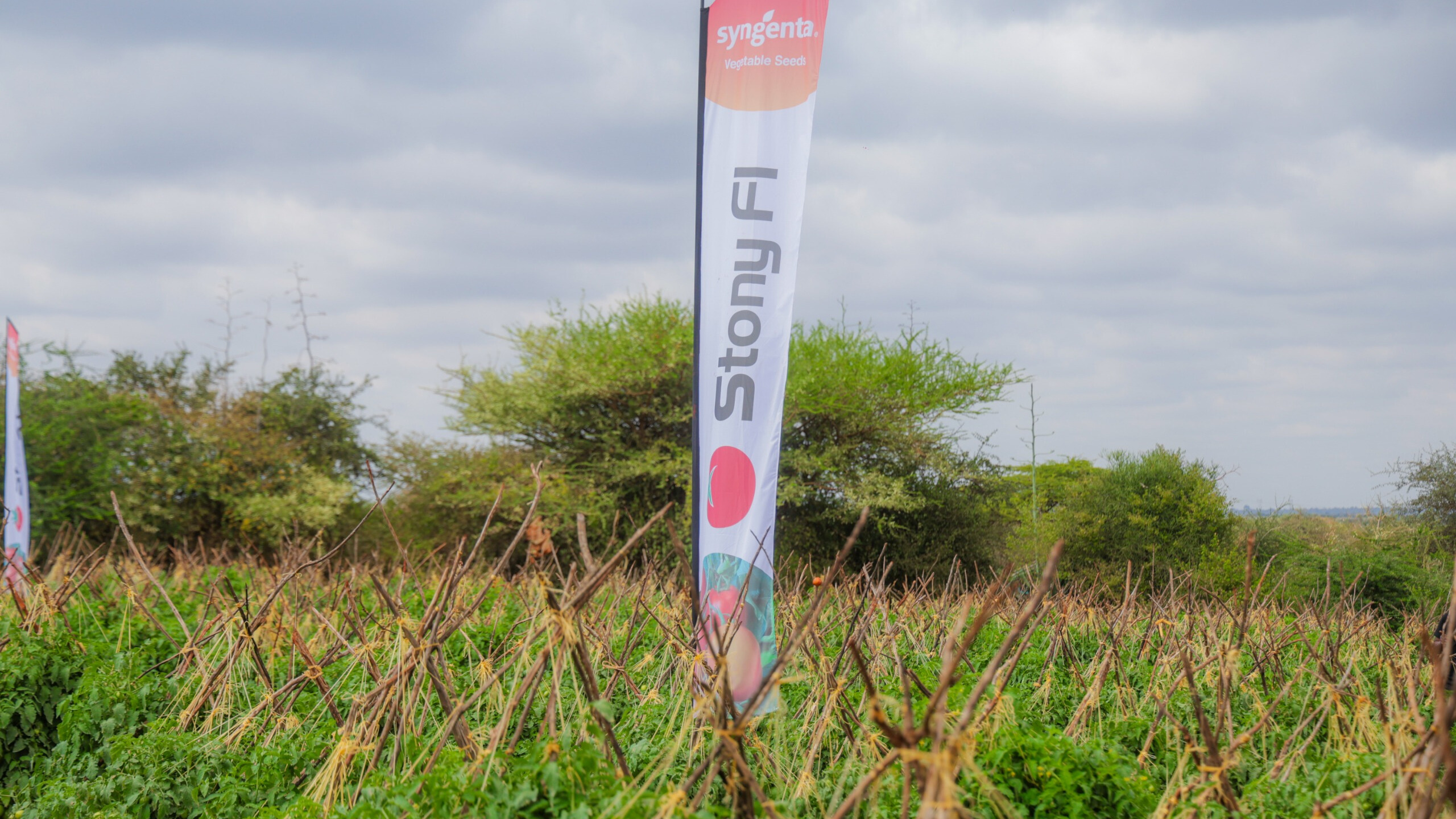 Agricultural field with Syngenta banner reading “Stony F1” and “Syngenta Vegetable Seeds.”