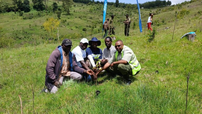 Britam Foundation volunteers plant trees at Kimothon Forest on Mount Elgon as part of the group's reforestation programme.