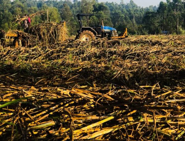 A tractor harvesting sugar cane in Western Kenya.