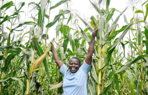 Kenya’s East African Seed and Seed Co. have been ranked top for playing a pivotal role in raising smallholder farmer productivity