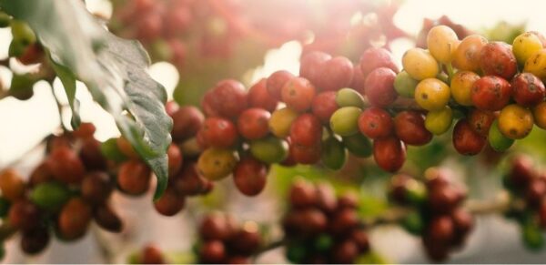 Coffee earnings in the month of July jumped 55 per cent to record Ksh 22.4 billion compared to KSh14.4) billion in the same period in 2021.