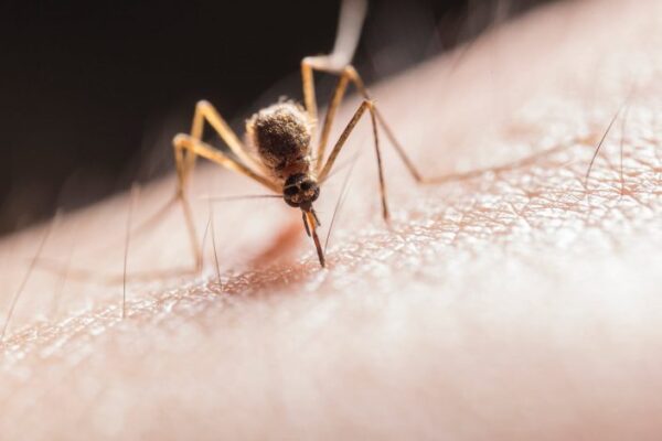he World Health Organization (WHO) approves the R21/Matrix-M malaria vaccine