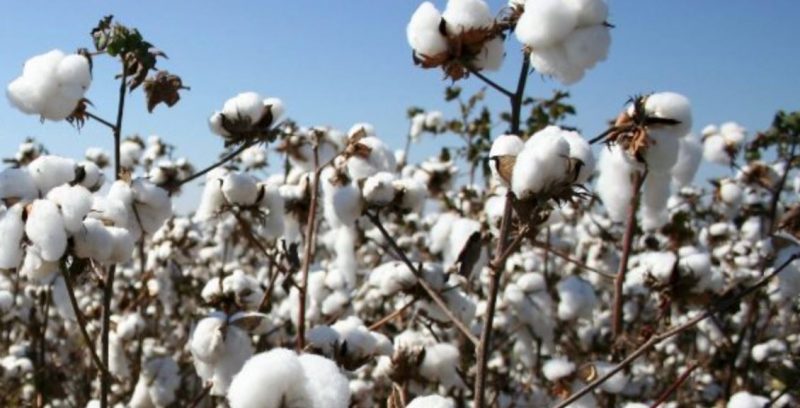 Fibre Directorate says cotton production in Kenya declined by 59 percent year-on-year to 2,527 lint bales worth Ksh 82 million in 2021,