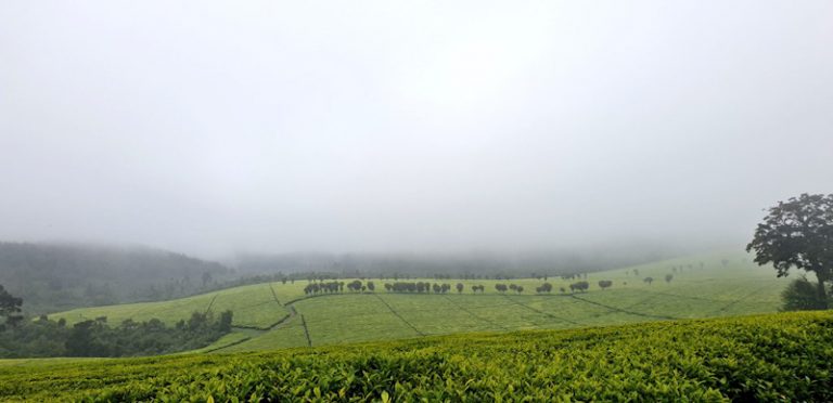 Kenya's tea exports rise marginally in May to 50.76 million kilograms