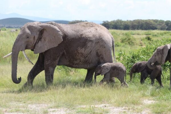 Miss Angelina, The Elephant Gives Birth to Rare Twins in Amboseli, Kenya 