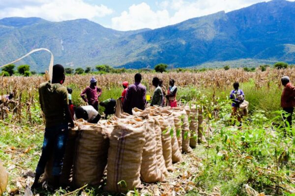 Farmers harvesting maize in their farms. In 1987, Kitui Flour Mills took the first step into the world of milling, starting with maize.