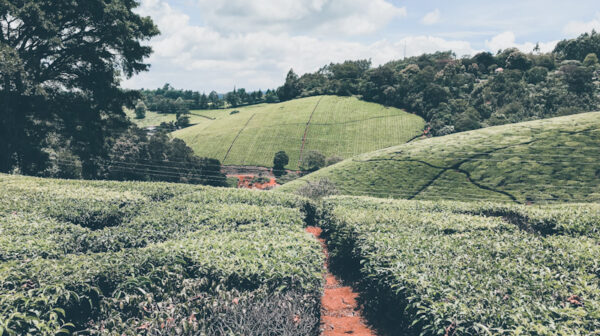 One of the Tea Estate in Limuru that is owned by Limuru Tea Company Ltd.