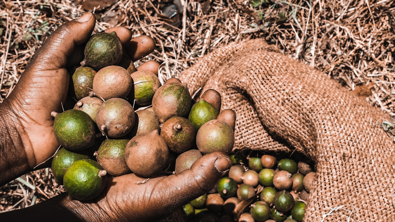 Kakuzi Plc macadamia nuts one of the diversified crops the firm produces