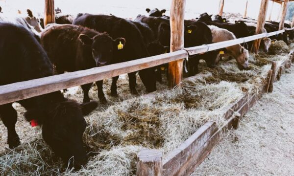 Cattled feeding on forage in a cow shed. Discover their vital role in livestock feed, sustainable agriculture, soil health, and animal well-being. PHOTO: David Jones (@Cropnuts_agron)