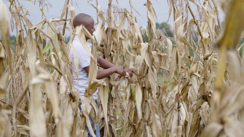 A small holder farmer in his maize farm.