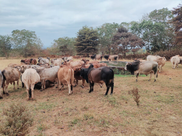 Equity Bank supporting livestock and leather transformation in East Africa through finance, mechanization, and market integration.