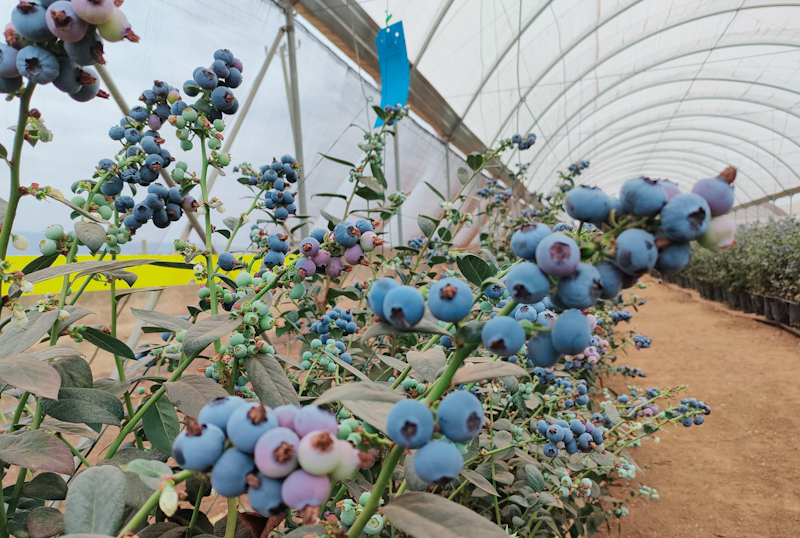 Blueberries farmed at Kakuzi Plc are sold fresh and can also be processed to make a wide variety of other products such as juice, jam, cakes, and wine.