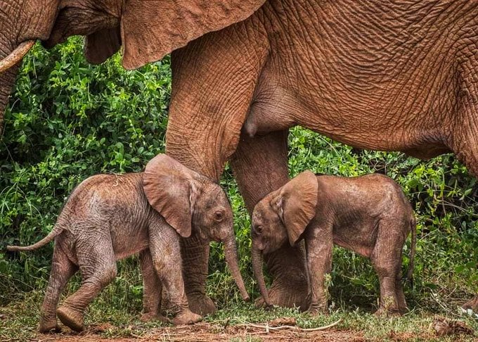 Amboseli National Park welcomed the birth of twin elephant calves on Thursday, the Tourism Ministry said.