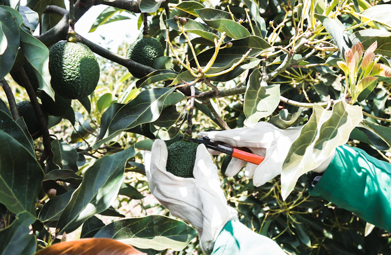 Kakuzi field harvesting of Hass Avocadoes. Kenya's Horticulture Crops Directorate under the Agriculture and Food Authority has halted harvesting season, and export of avocados for the 2023–2024 fiscal year