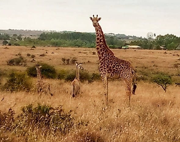 Maasai giraffes in Nairobi National Park