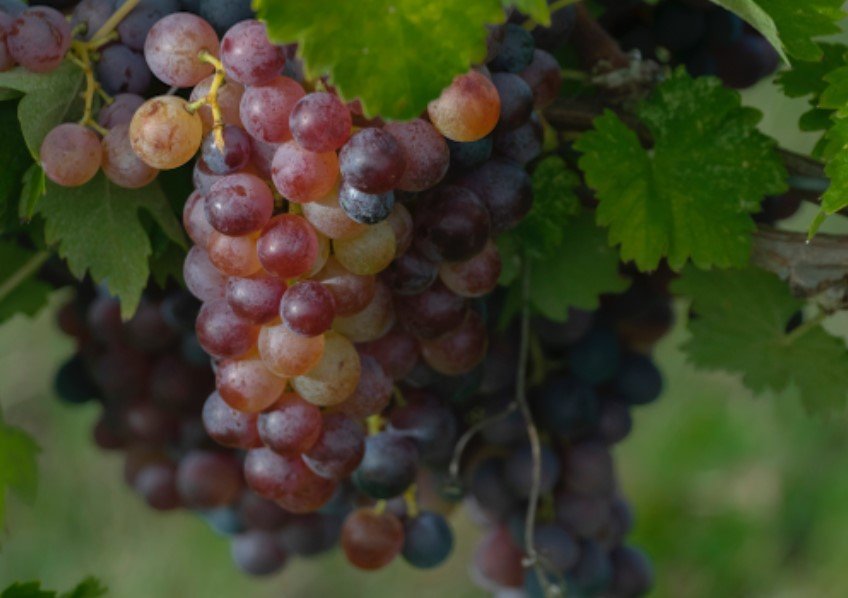 Close-Up Shot of Grapes on a Tree