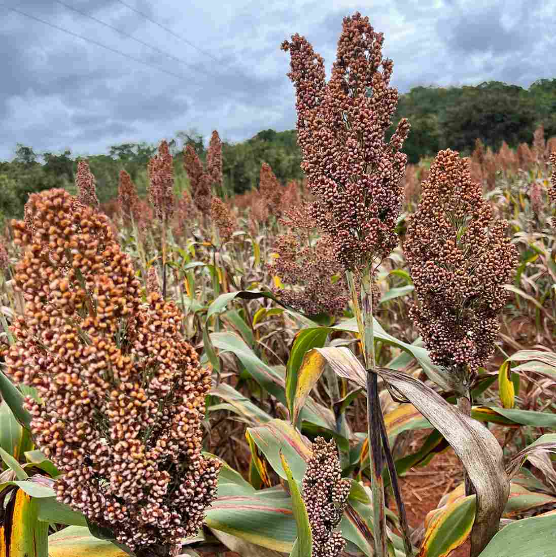 Red sorghum in the field