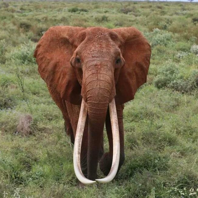 Queen of Tsavo- Dida, One of the Africa’s largest and oldest female elephants has died at the expansive Tsavo East National Park.