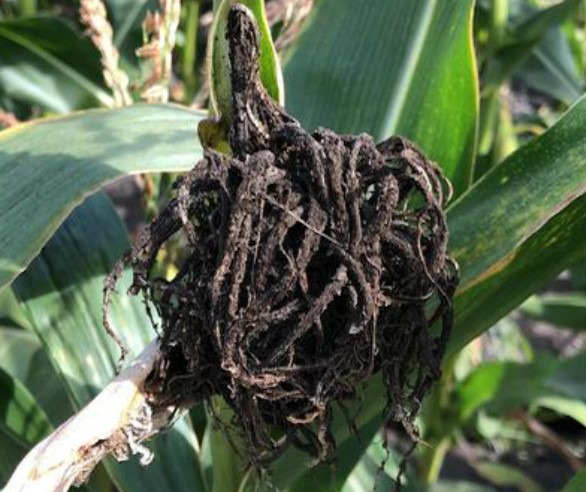 Head smut, caused by the fungus Sphacelotheca reiliana, is a disease of sorghum, and maize.