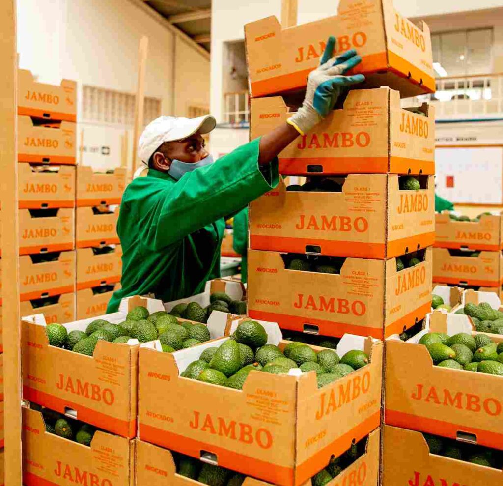 A packhouse worker at Kakuzi Plc preparing Hass Avocados for export to China.