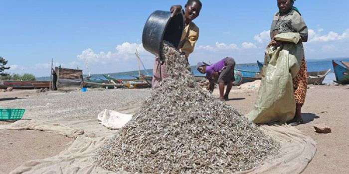 Kenya exported its first batch of anchovies, locally known as ‘omena,’ to China in June 2023, marking a significant milestone in the country’s fishing sector.