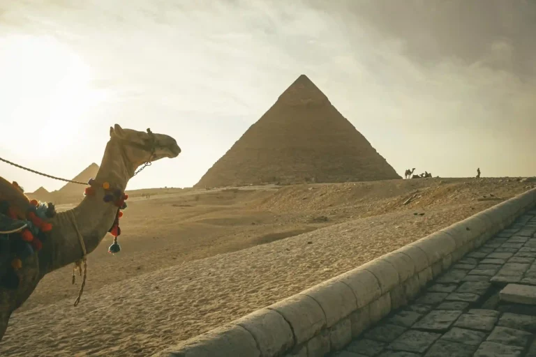 Camel standing against famous Great Pyramids in Egypt. 1win Online Casino is a well-known gaming and betting venue
