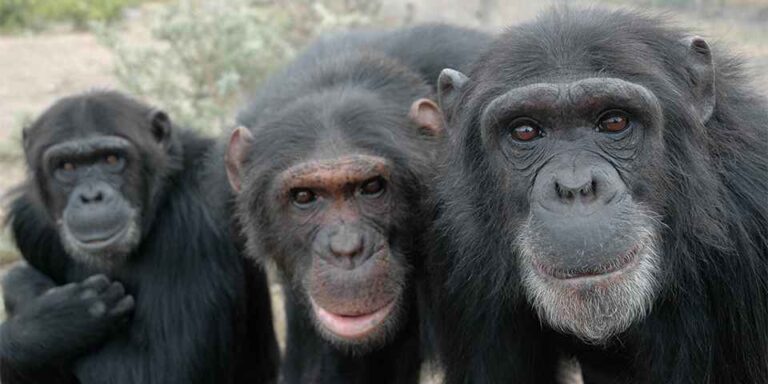 Ol Pejeta has been advocating for the plight of chimpanzees and other great apes since 1993 – when we first opened the Sweetwaters Chimpanzee Sanctuary.