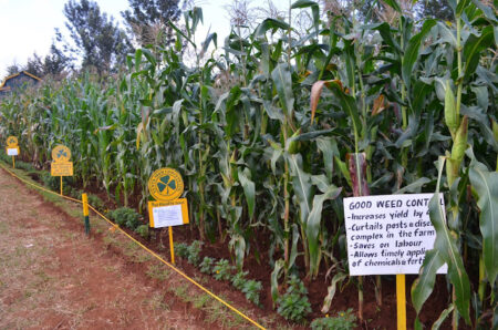 A section of the maize demonstration plots at the Kenya Seed stand at the Kakamega Show.