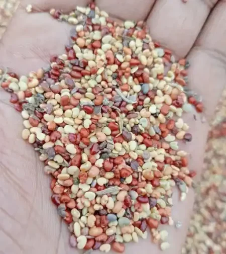 Africa indigenous seeds key to Africa's food system