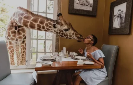 A giraffe is kissing a guest at Giraffe Manor during breakfast. Photo Desiree' Hall
