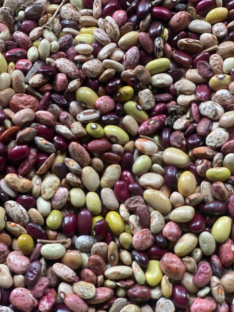 Kenya Court Ruling on Indigenous Seeds: A Landmark for Smallholder Farmers and Food Sovereignty High Court ruling on indigenous seed rights in Machakos