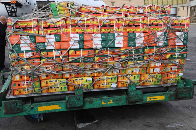 Kenya’s first Apple mango consignment flagged off for export to the UK, symbolizing new trade opportunities for farmers.