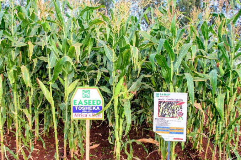 Zaad Holdings to Acquire Full Stake in East Africa Seeds East Africa Seeds legacy strengthened by Zaad Holdings acquisition, expanding seed innovation across Africa