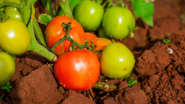 Syngenta’s Stony F1, a Tomato Variety Bred for Kenya’s Tough Conditions Close-up of tomato plant with ripe red and unripe green fruits on the vine, showing natural growth stages.