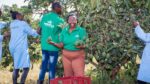 Karakuta Fresh Produce CEO Grace Ngungi with staff at an avocado farm, holding avocados near a harvest crate