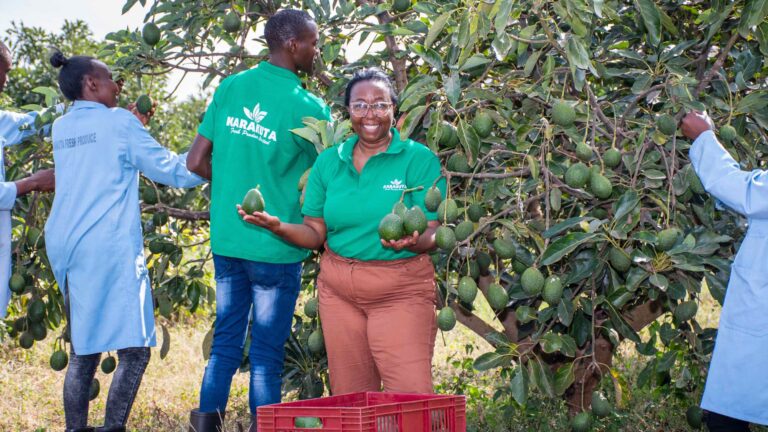 Karakuta Fresh Produce plans to list on Nairobi Securities Exchange Karakuta Fresh Produce CEO Grace Ngungi with staff at an avocado farm, holding avocados near a harvest crate